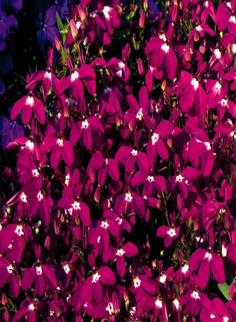 جي جوت بذور زهرة لوبيليا فاونتن كريمسون - لوبيليا إيرينوس بندولا، لوبيليا متدلية جميلة، حوالي ٢٥٠٠ بذرة بكميات كبيرة، زراعة منزلية بواسطة شعلة ثقيلة، ٢٥٠٠ بذرة