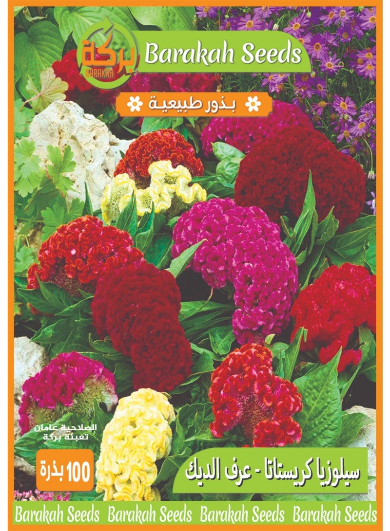 High Germination Seeds for Flower (Celozia Cristiana - Rooster Mane)