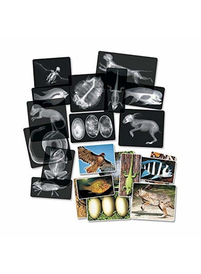 Roylco R5910 Animal X-Rays, 8" x 10", 28 Pieces - Image 3