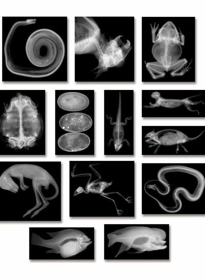 Roylco R5910 Animal X-Rays, 8" x 10", 28 Pieces - Image 1