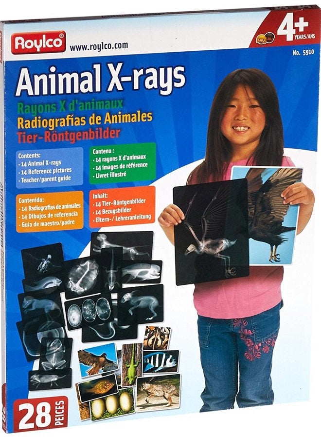 Roylco R5910 Animal X-Rays, 8" x 10", 28 Pieces - Image 2