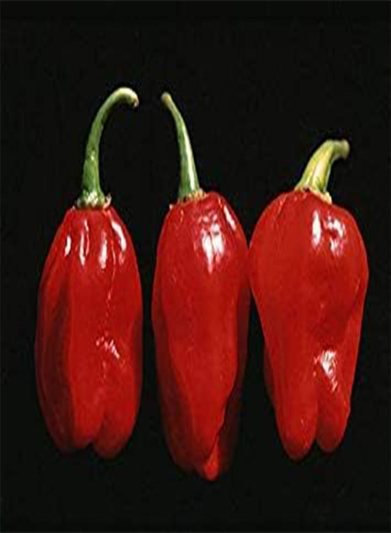 Vegetable Hot Chilli Pepper Numex Suave Red 40 Finest Seeds