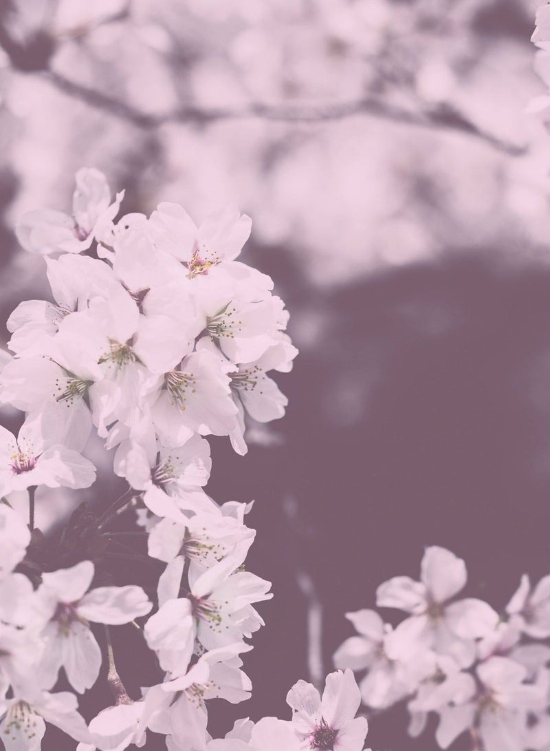 كاندال لوشن الجسم النقي من كوندال 500 مل - زهر الكرز - Image 2