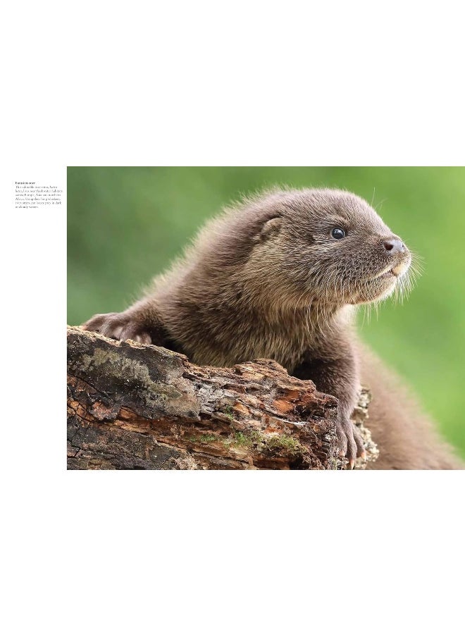 Forest Animals  - Image 2