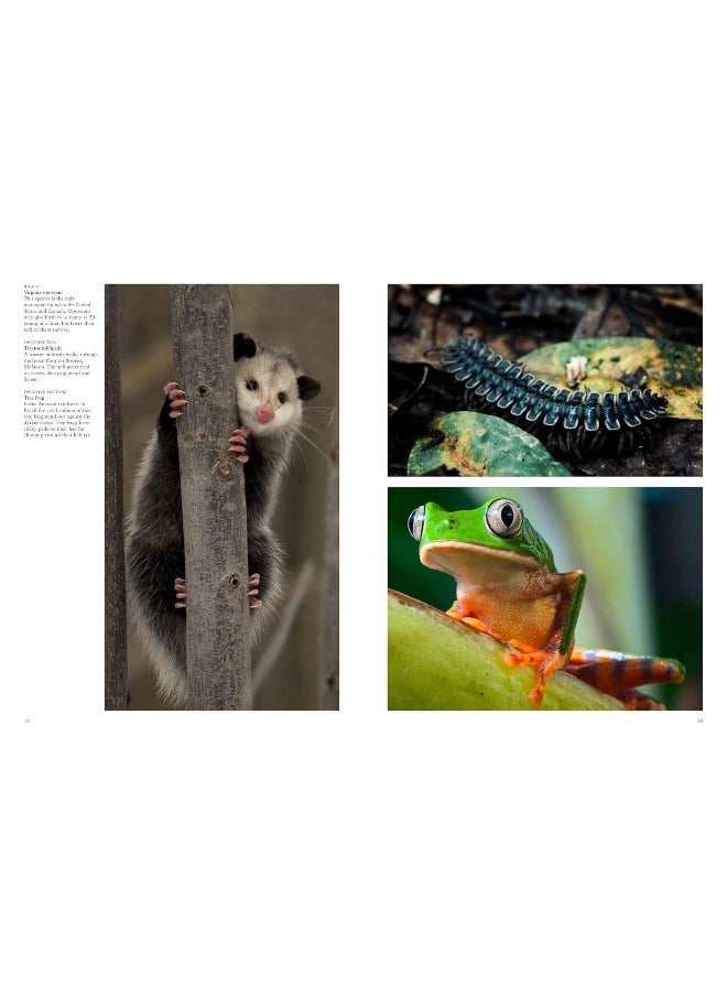Forest Animals  - Image 3