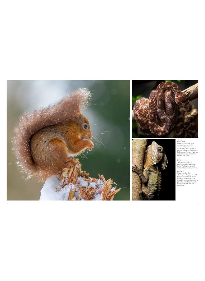 Forest Animals  - Image 5