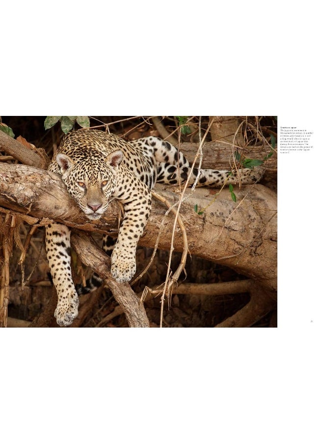 Forest Animals  - Image 4