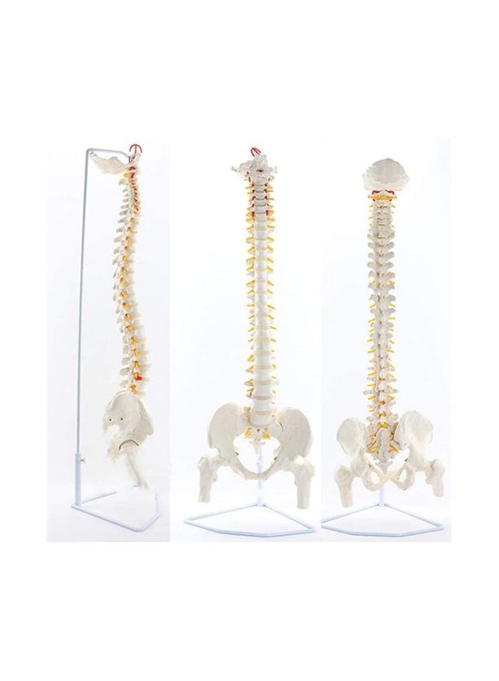 AKM Flexible Vertebral Column with Pelvis, for Science Or Medical Classroom, Doctor's Office Or Clinic, Helps Demonstrate Spine Articulations to Osteopathy Patients Educational Science - Image 1