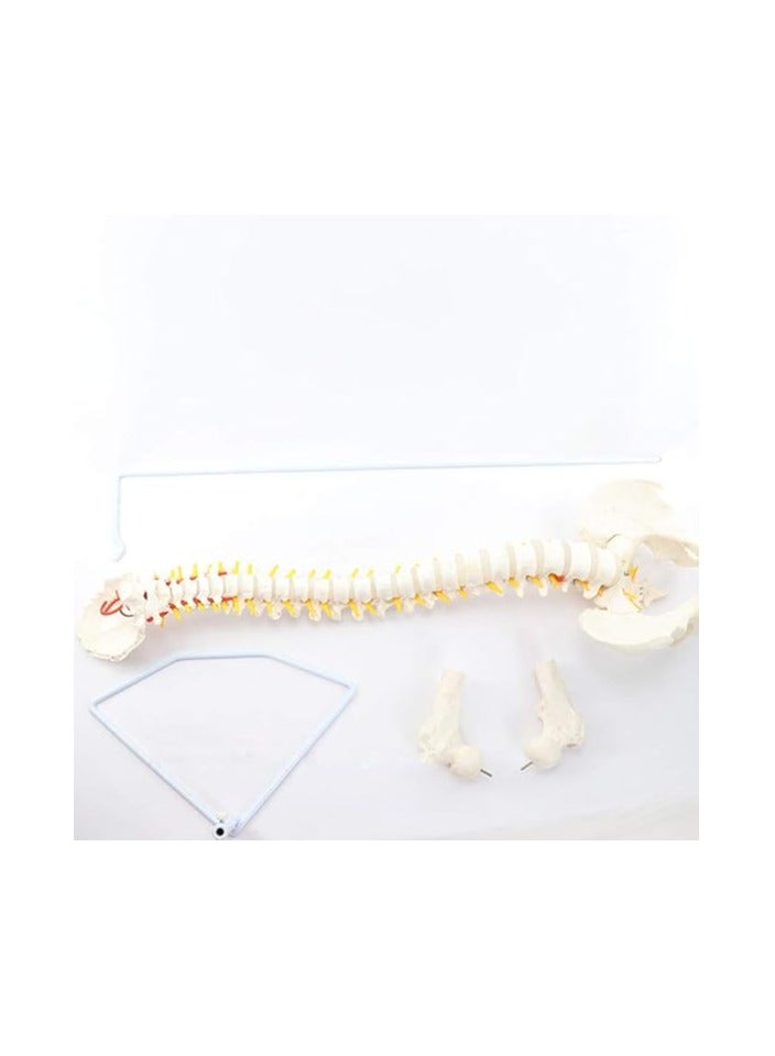 AKM Flexible Vertebral Column with Pelvis, for Science Or Medical Classroom, Doctor's Office Or Clinic, Helps Demonstrate Spine Articulations to Osteopathy Patients Educational Science - Image 2
