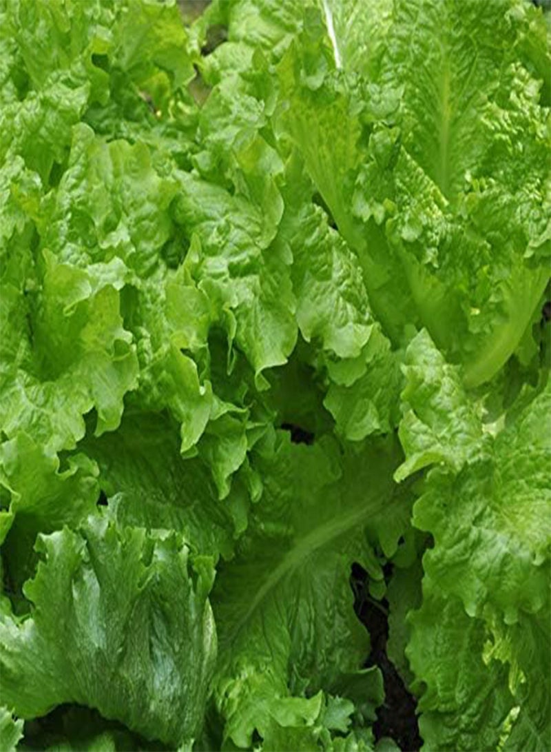 جي جوت 500 قطعة من بذور الخس، أوراق خضراء، خضراوات، ديكور الحديقة، سهلة الزراعة، بذور المحاصيل، زراعة في الفناء، مزرعة خارجية مناسبة للمبتدئين - Image 2