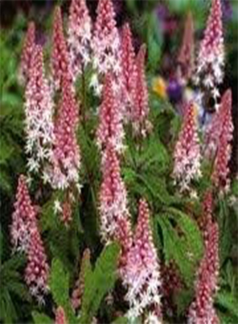 جي جوت بذور طازجة 20 قطعة من بذور الزهور المعمرة للزراعة باللون الوردي الباهت