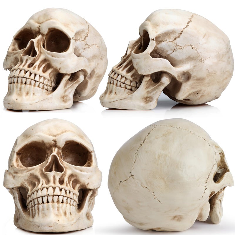 READAEER Resin Skull, Human Head Model for Home Decoration, Halloween Statue, Skull Model for Bookshelf and Desktop (White) - Image 3