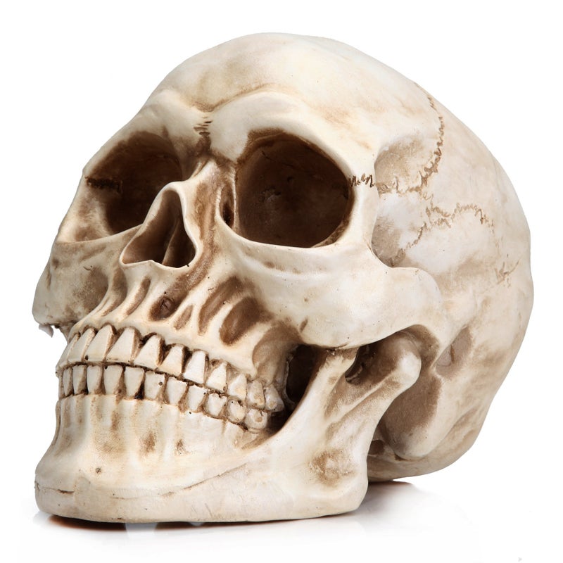 READAEER Resin Skull, Human Head Model for Home Decoration, Halloween Statue, Skull Model for Bookshelf and Desktop (White) - Image 1