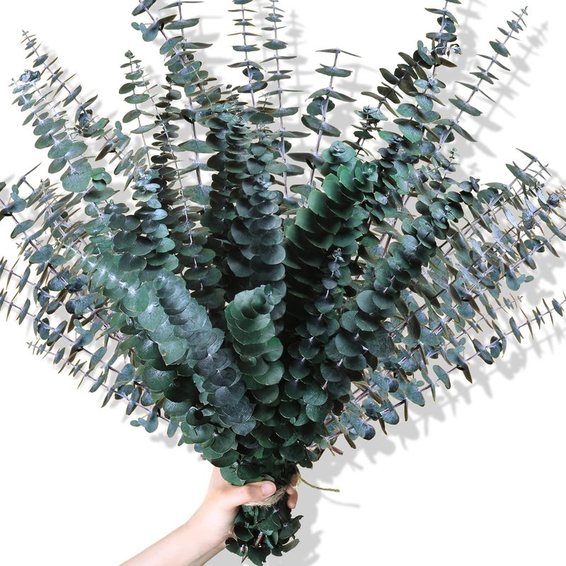 Oning 30Pcs Dried Eucalyptus Stems, 17" Real Preserved Eucalyptus Plant for Shower, Fresh Natural Branches for Vase, Eucalyptus Bundle for Home Decor, Wedding, Baby Shower, Bathroom - Image 1