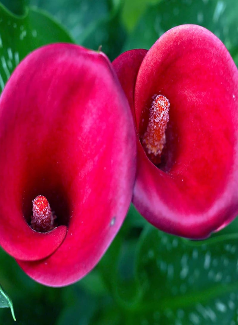 جي جوت 200 قطعة من بذور زهرة الكالا المختلطة، بذور الكالا المختلطة الطازجة غير المعدلة وراثيًا والمتكتلة، مناسبة للمنزل والشرفة والحديقة وفناء المنزل. - Image 2