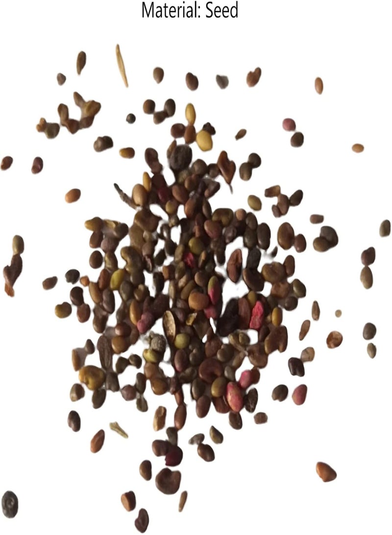 جي جوت 200 قطعة من بذور زهرة الكالا المختلطة، بذور الكالا المختلطة الطازجة غير المعدلة وراثيًا والمتكتلة، مناسبة للمنزل والشرفة والحديقة وفناء المنزل. - Image 4