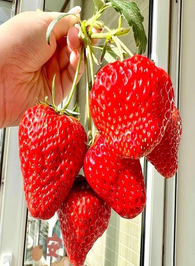 VISTATU أكثر من 300 بذرة من بذور الفراولة العملاقة، فاكهة حلوة ولذيذة، جاهزة للزراعة مجاناً. - Image 1