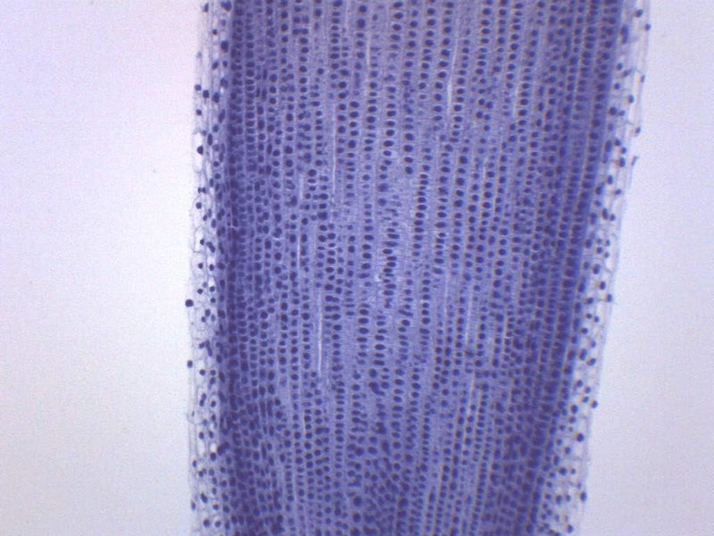 EISCO Allium Root Tips, Mitosis - Prepared Microscope Slide - 75 x 25mm - Biology & Microscopy - Image 1
