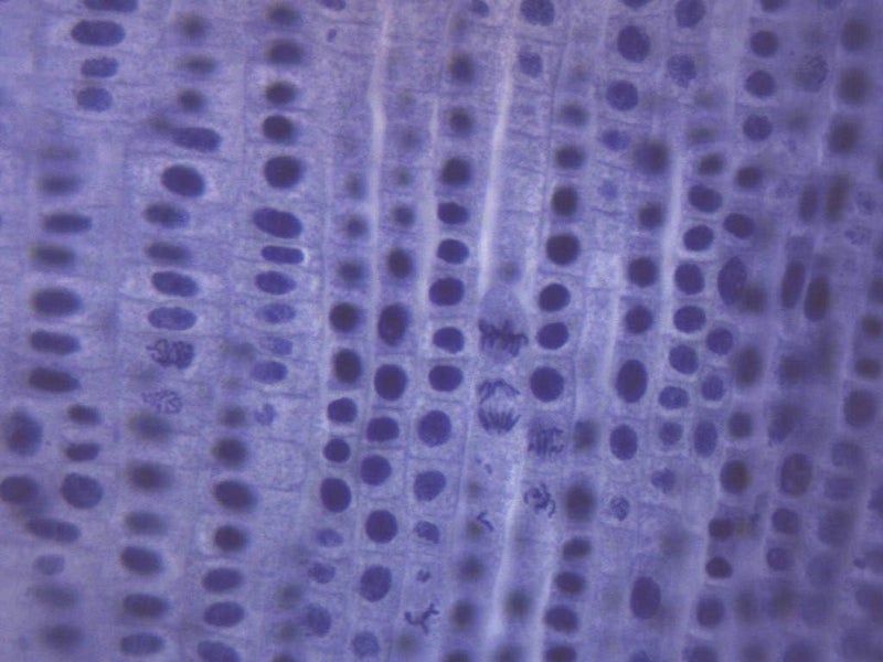 EISCO Allium Root Tips, Mitosis - Prepared Microscope Slide - 75 x 25mm - Biology & Microscopy - Image 2