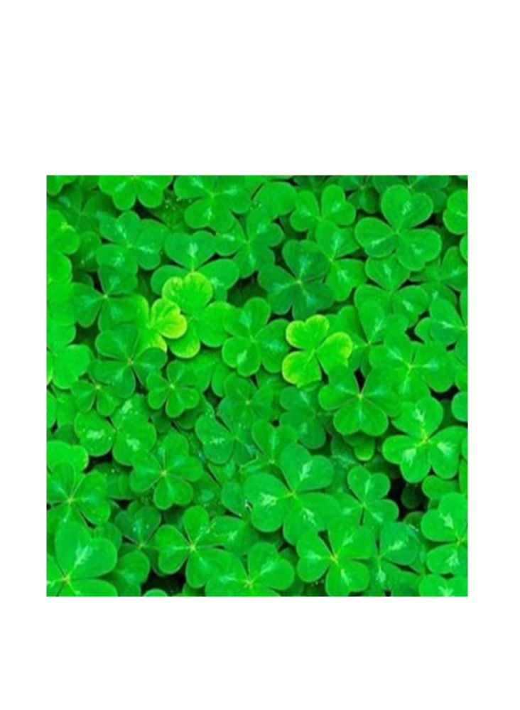Generic Aquarium Seeds Lucky Leaf Grass 15ml  - Image 3