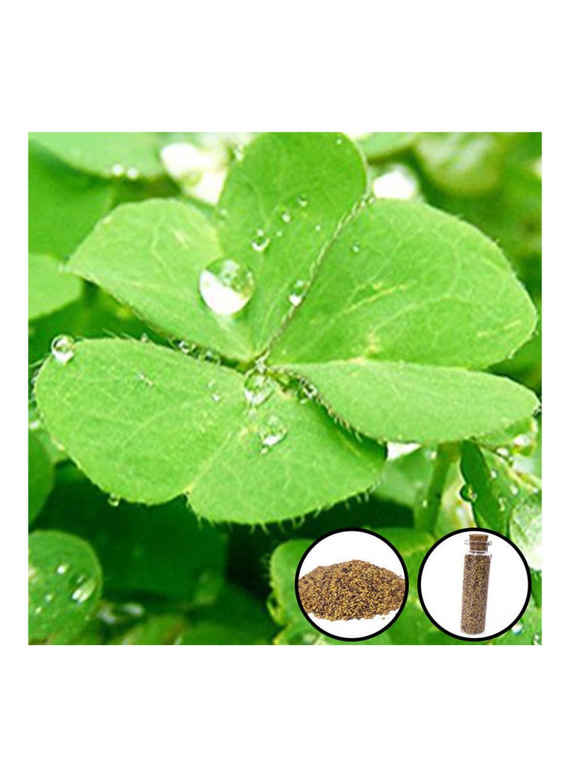 Generic Aquarium Seeds Lucky Leaf Grass 15ml  - Image 2