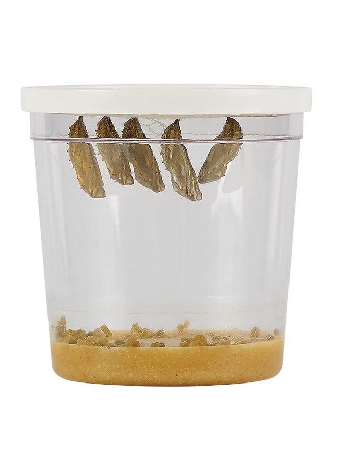 Insect Lore Insect Lore Cup of Caterpillars | 5 Live Caterpillars for Butterfly Garden | Refill for Painted Lady Butterfly Kit | Stickers & Chrysalis Log | STEM Learning Activity - Image 4