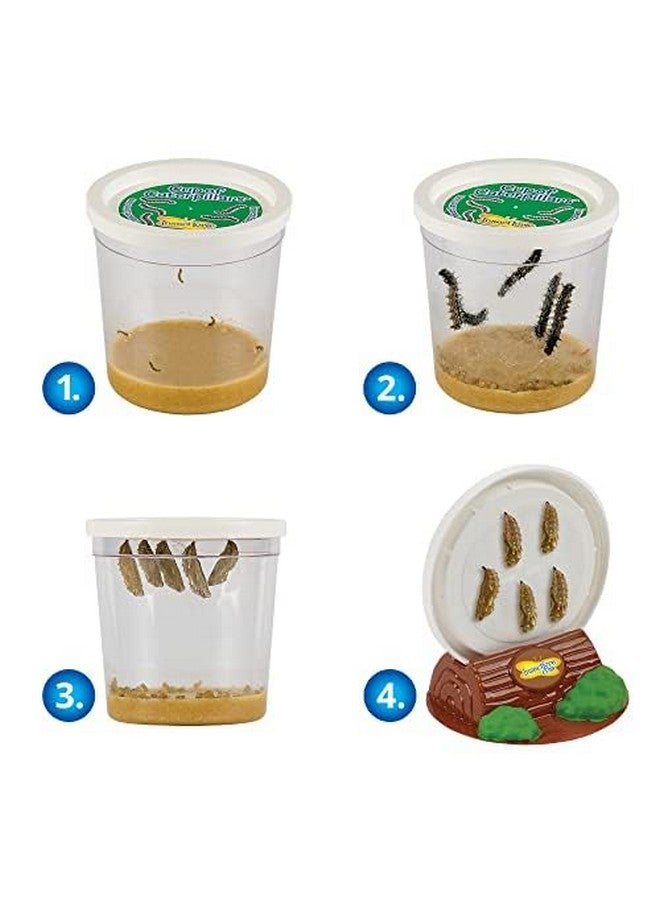 Insect Lore Insect Lore Cup of Caterpillars | 5 Live Caterpillars for Butterfly Garden | Refill for Painted Lady Butterfly Kit | Stickers & Chrysalis Log | STEM Learning Activity - Image 3