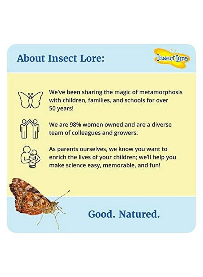 Insect Lore Insect Lore Cup of Caterpillars | 5 Live Caterpillars for Butterfly Garden | Refill for Painted Lady Butterfly Kit | Stickers & Chrysalis Log | STEM Learning Activity - Image 2