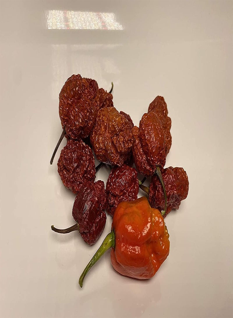 GGOOT Apocalypse Scorpion Ultra Hot  Dried Whole Pods 5 Pack - Image 2