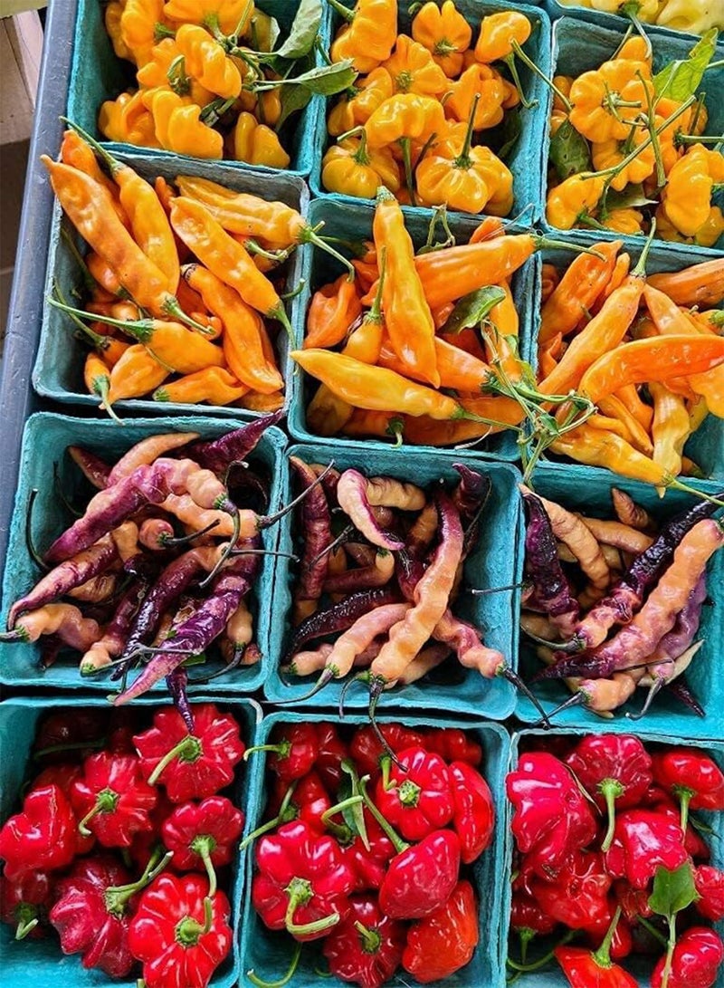 GGOOT Apocalypse Scorpion Ultra Hot  Dried Whole Pods 5 Pack - Image 3