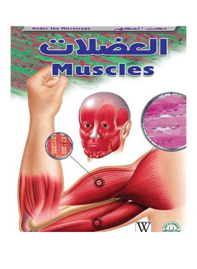 Muscle (under the microscope) 