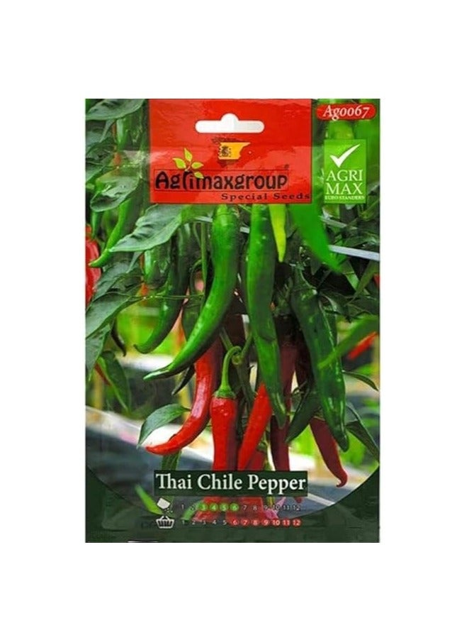 أجريماكس بذور الفلفل التشيلي التايلاندية عالية الجودة من Agrimaxgroup® - Image 1
