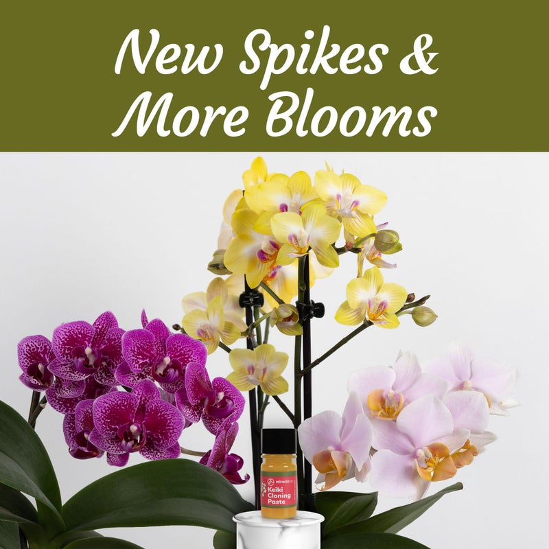 Miracle Lab Keiki Cloning Paste Special Cytokinin Formula Gives a New Baby Orchid (Keiki) in Weeks-Can Be Used on All Kinds of Orchids and Also House Plants (1 Pack) - Image 2