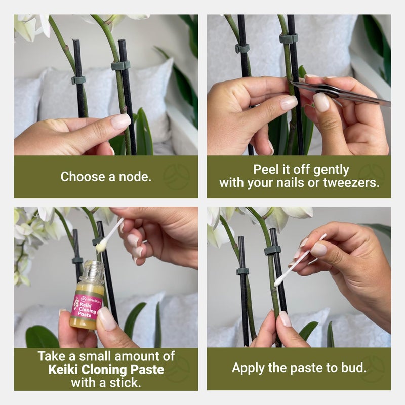 Miracle Lab Keiki Cloning Paste Special Cytokinin Formula Gives a New Baby Orchid (Keiki) in Weeks-Can Be Used on All Kinds of Orchids and Also House Plants (1 Pack) - Image 5