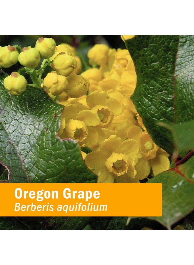 Herb Pharm Oregon Grape Root Liquid Extract - 4 Ounce - Image 2