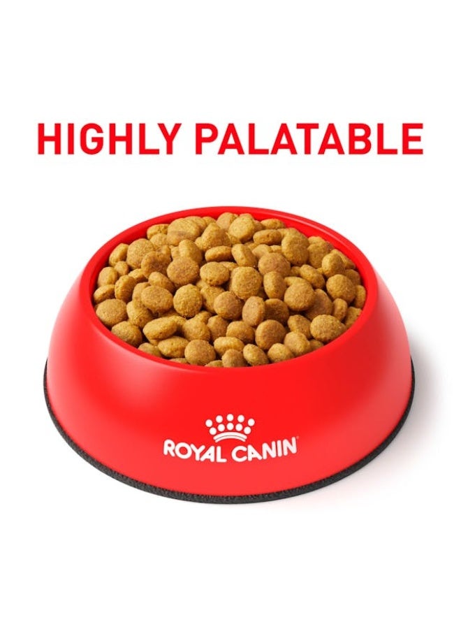 رويال كانين طعام قطط جاف رويال كانين يوريناري إس/أو (Urinary S/O) معتدل السعرات - تغذية متخصصة لدعم صحة المسالك البولية وتفتيت الحصوات مع سعرات حرارية أقل للتحكم بالوزن - 400 غرام - Image 3