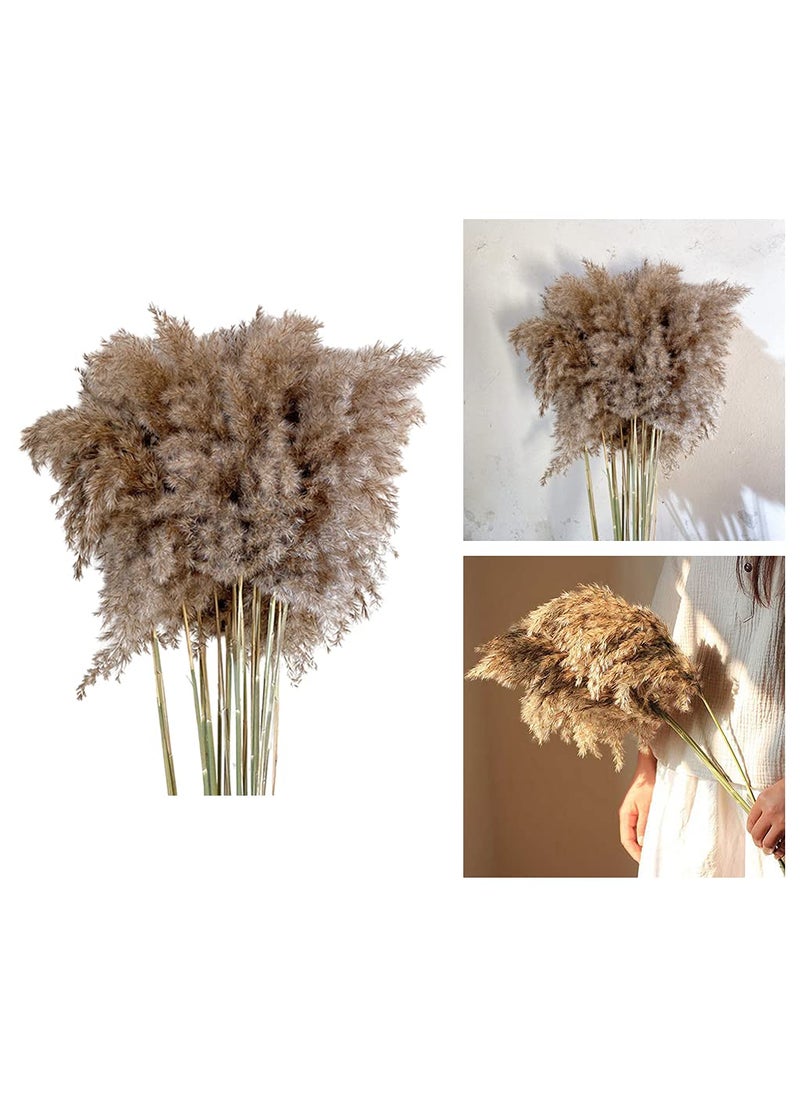 Anbau Anbau 10x Natural Dried Pampas Grass Reed Flower Bunch Bouquet Home Decor 3040cm 