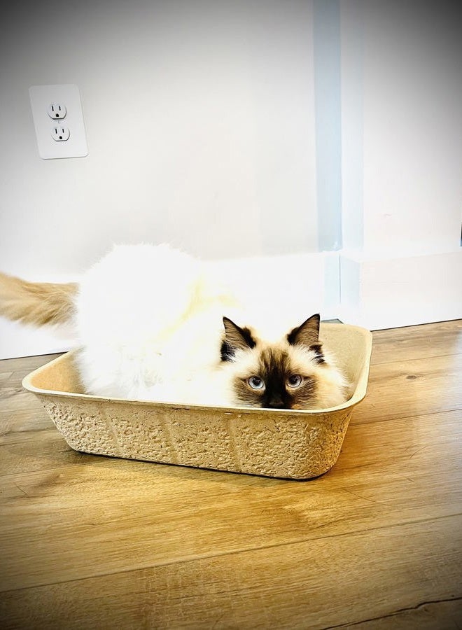 Midlee Disposable Cat Litter Boxes Pack of 5-16.5" x 12" x 4" - Image 2