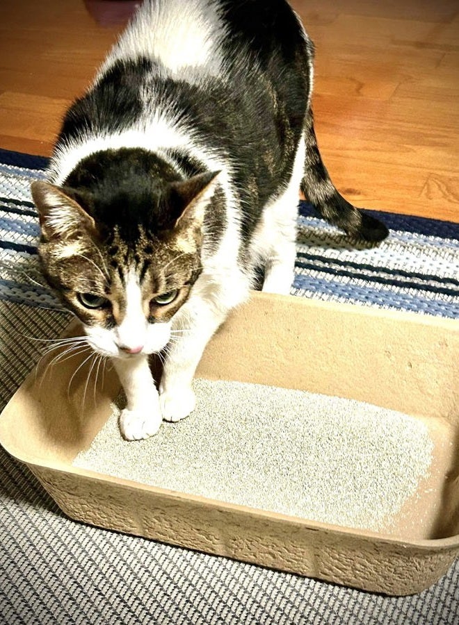 Midlee Disposable Cat Litter Boxes Pack of 5-16.5" x 12" x 4" - Image 3