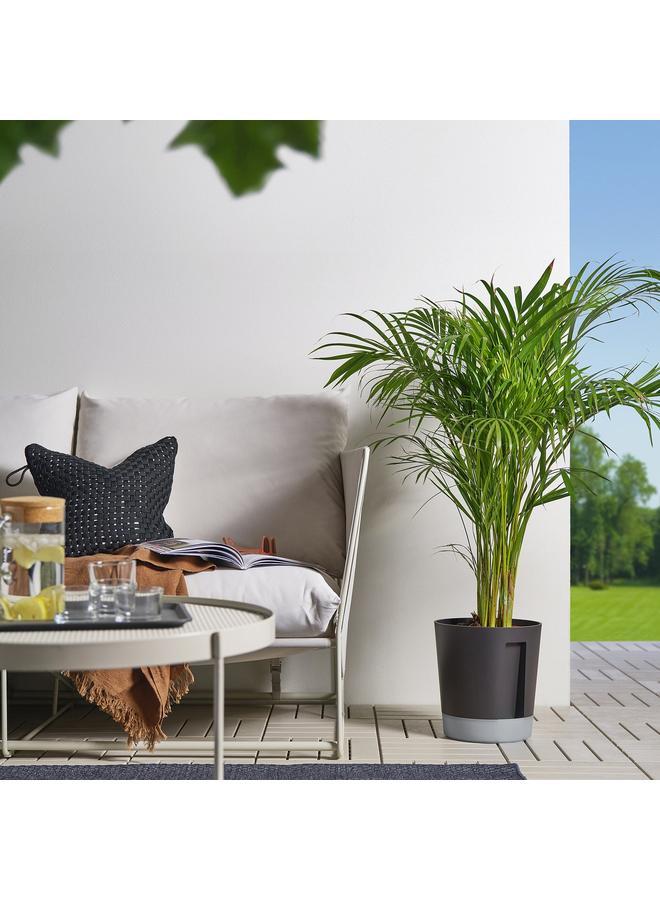 زبون وعاء نباتات ذاتي الري، داخلي/خارجي شفاف/أنثراسيت، 24 سم - Image 3