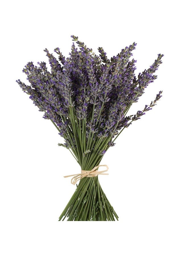 TooGet Natural Lavender Bundles, Freshly Harvested 400+ Stems Dried Lavender Bunch 16" - 18" Long, Decorative Flowers Bouquet for Home Decor, Crafts, Gift, Wedding or Any Occasion - Image 1