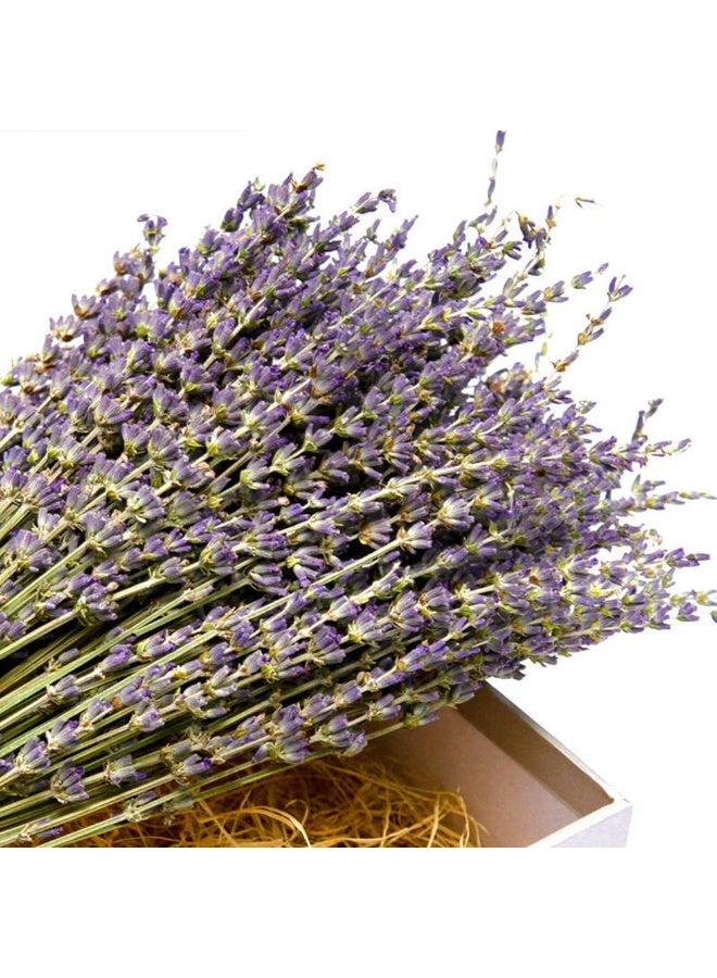 TooGet Natural Lavender Bundles, Freshly Harvested 400+ Stems Dried Lavender Bunch 16" - 18" Long, Decorative Flowers Bouquet for Home Decor, Crafts, Gift, Wedding or Any Occasion - Image 2