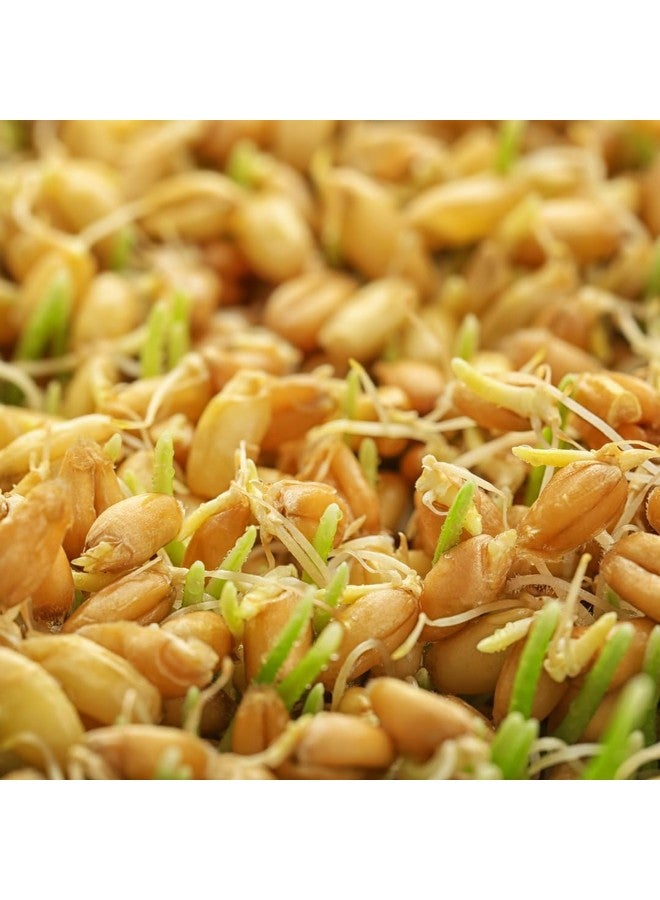 Jovvily Wheat Grass Powder - 8 oz - Superfood - No Fillers - Smoothies & Shakes - Image 3