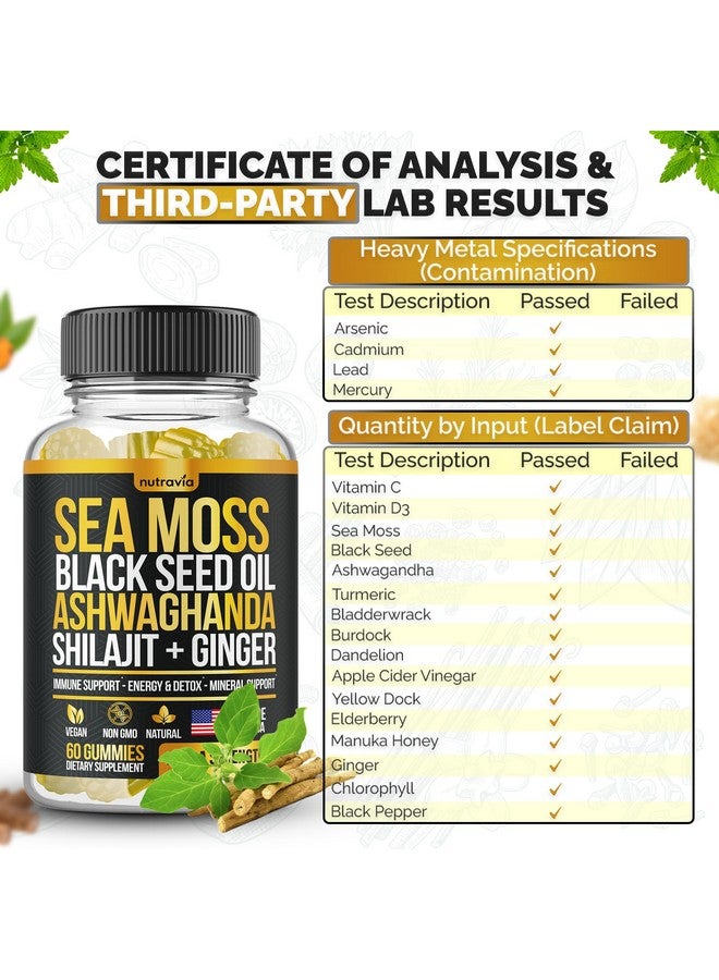 Sea Moss, Black Seed Oil, Ashwagandha, Ginger, Shilajit Gummies with Elderberry, Chlorophyll, Turmeric Bladderwrack Sea Moss Gummies Advanced Strength Formula - All in 1 Bundle - USA Made (60 Gummies) - Image 3