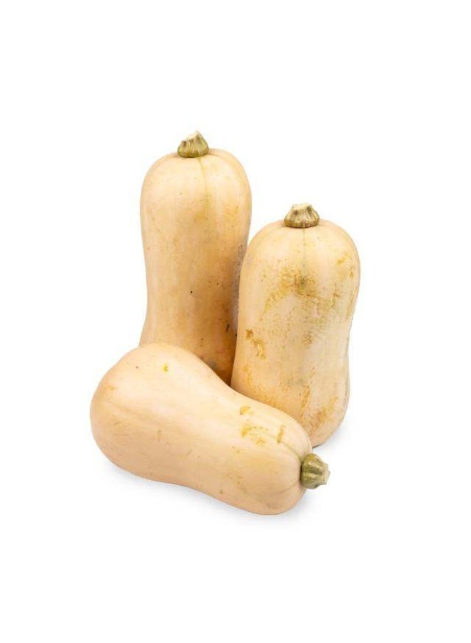 Butternuts, 1 kgs to1.2 kgs per piece, Oman