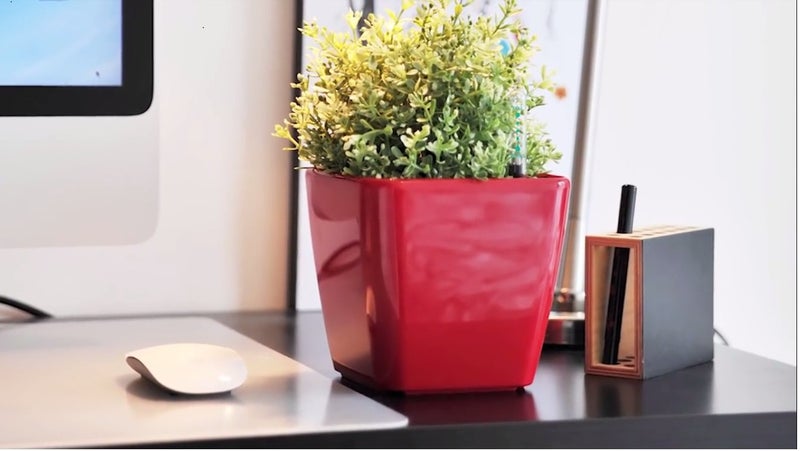 DIVINE TREE Red Color Self Watering Planter Pot for Indoor Flowering Plants(10 x 09 cm) - Image 4