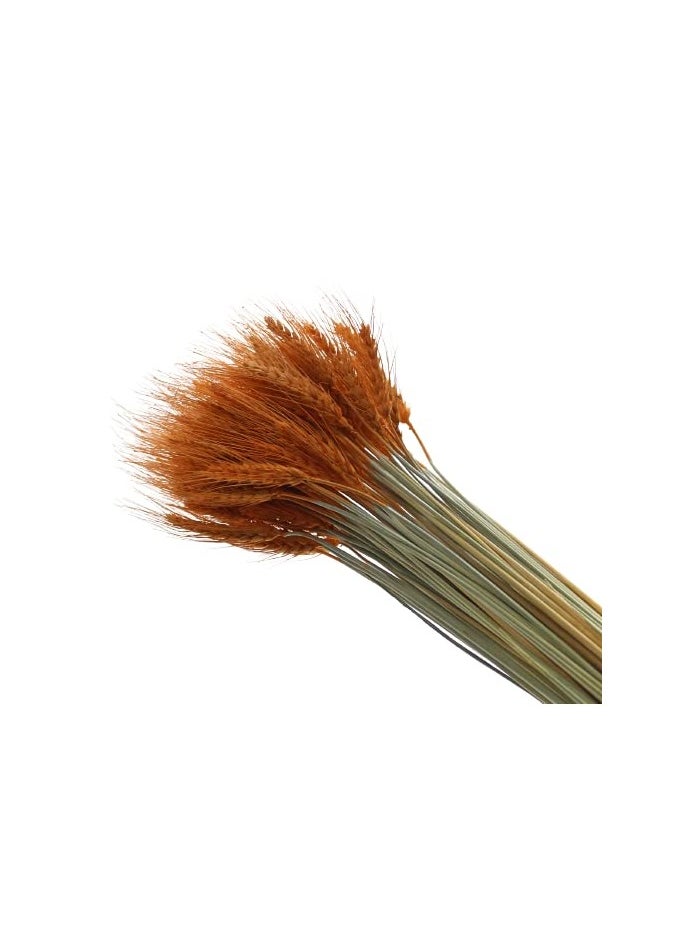 Generic Natural Dried Wheat Grass Bundle Artificial Wheat Dried Flowers (Orange, 50)  - Image 2
