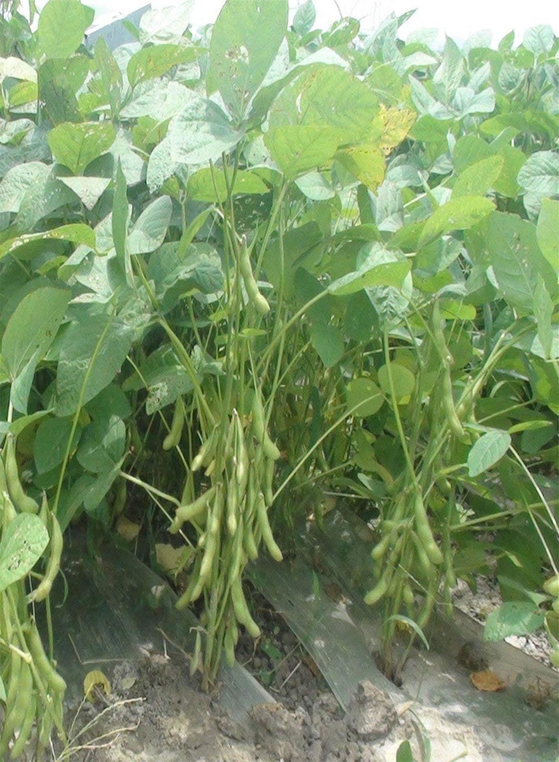 GGOOT 100 Edamame Green Soy Bean Giant Soybean Seeds - Image 3