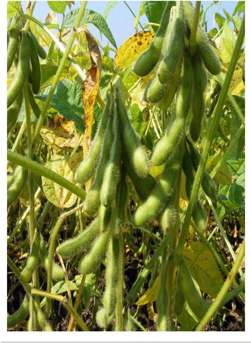 GGOOT 100 Edamame Green Soy Bean Giant Soybean Seeds - Image 1