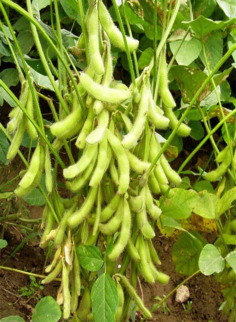 GGOOT 100 Edamame Green Soy Bean Giant Soybean Seeds - Image 2